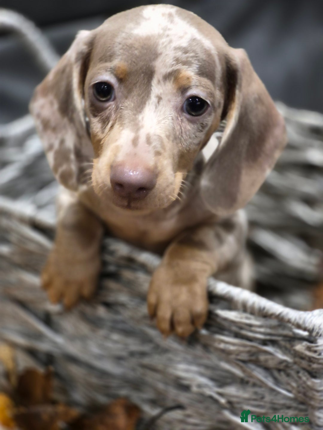 Miniature Dachshund dogs for sale: TRUE MINIATURE DASCHUND BABIES only 5 - Image 8