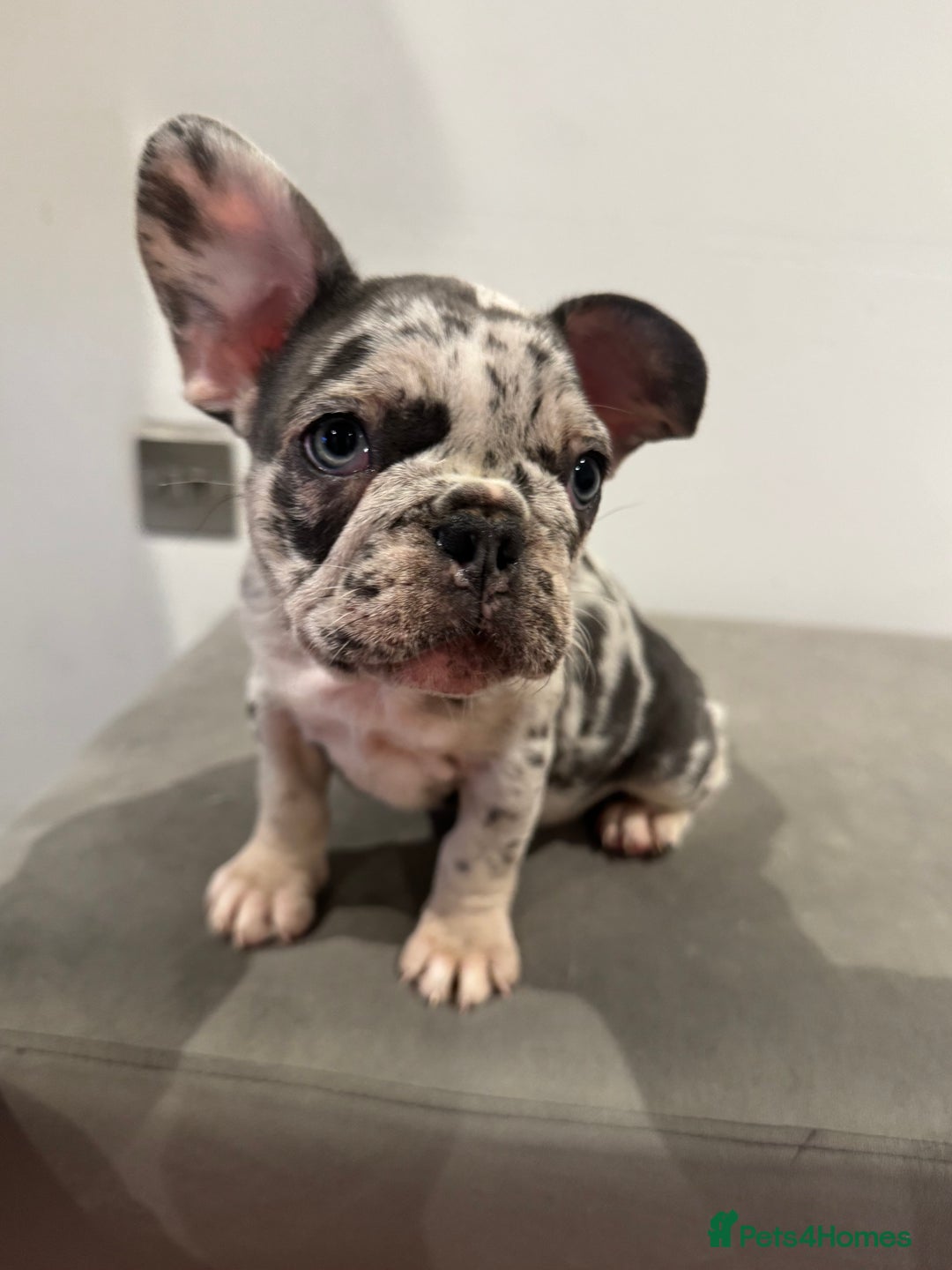 French Bulldog dogs for sale: French bulldog ready before  **   ** 🥰 - Advert 9