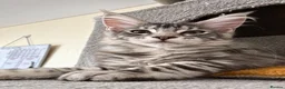 Maine Coon cats for sale: ACTIVE GCCF MAINE COON KITTENS 🐾❤️ - Advert 8