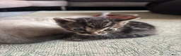 Bengal cats for sale: Beautiful Rare Bengal Tica Kittens - Advert 5