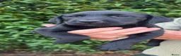 Labrador Retriever dogs for sale: Beautiful Black Labrador Puppies  - Advert 5