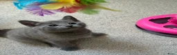 Russian Blue cats for sale: Beautiful Russian Blue Kittens - Advert 6
