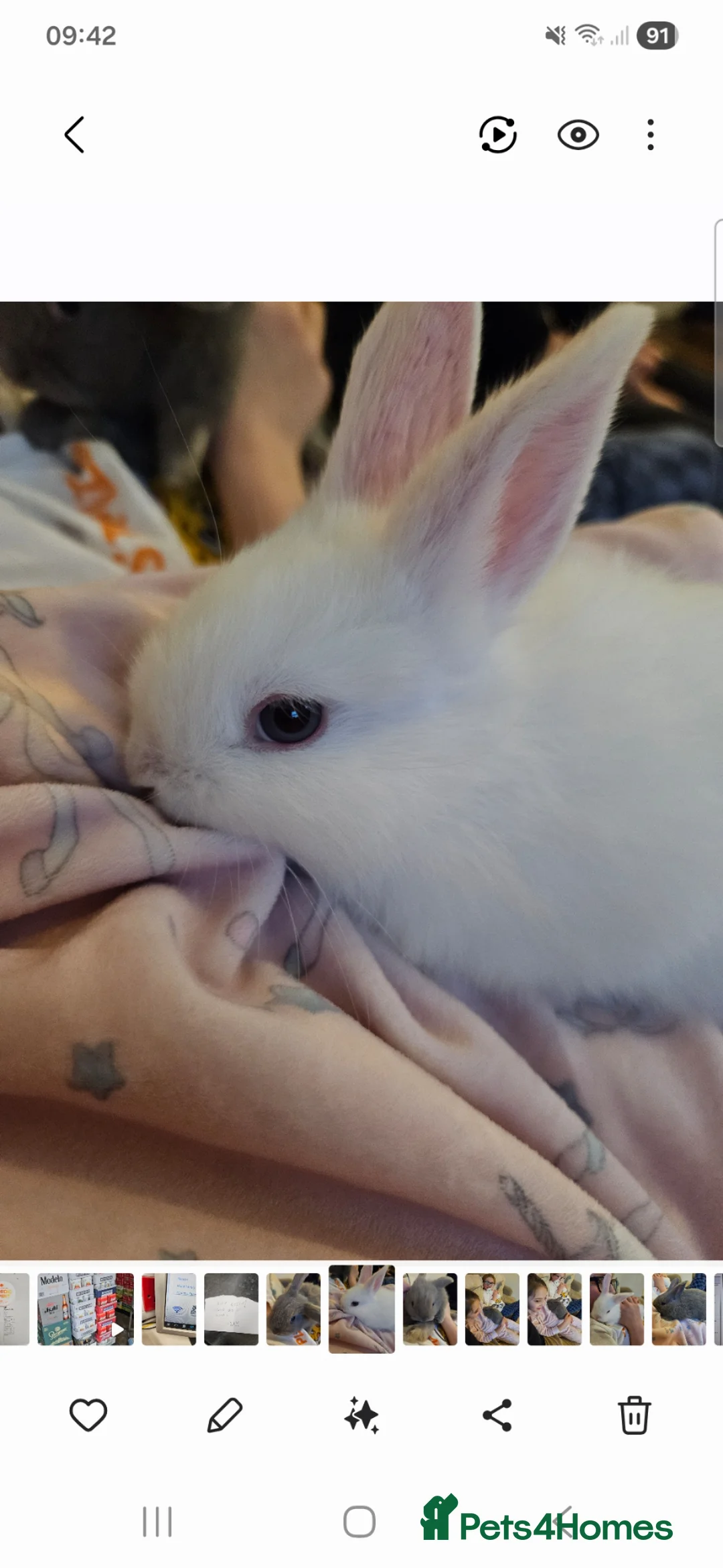 Mixed Breed rabbits for sale: Ready to go 4 baby bunnies  - Advert 3