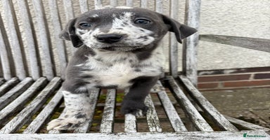 Labrador Retriever dogs - Advert 2