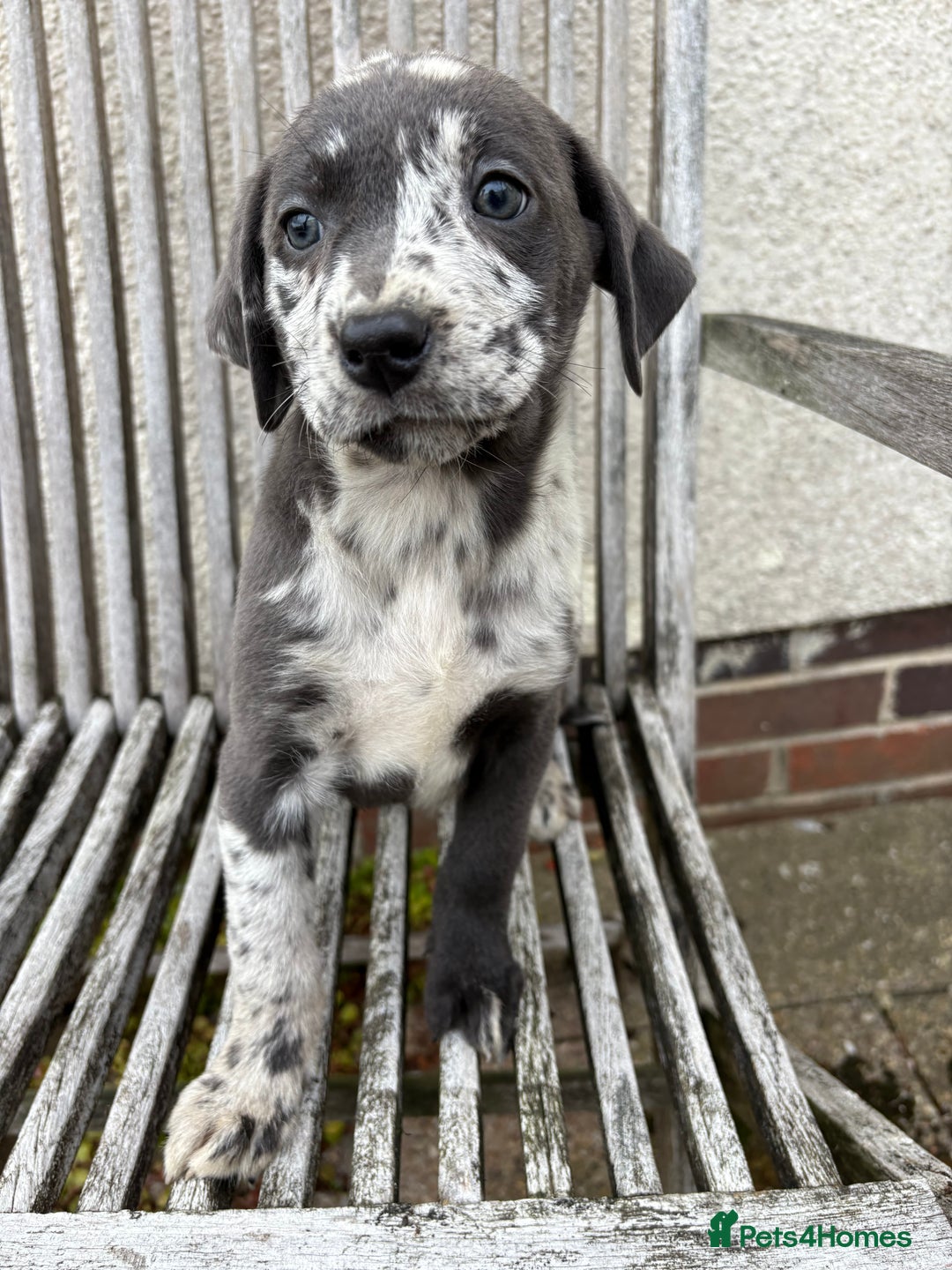 Labrador Retriever dogs for sale: Gorgeous Rare Labrador Retriever Pups  - Image 3
