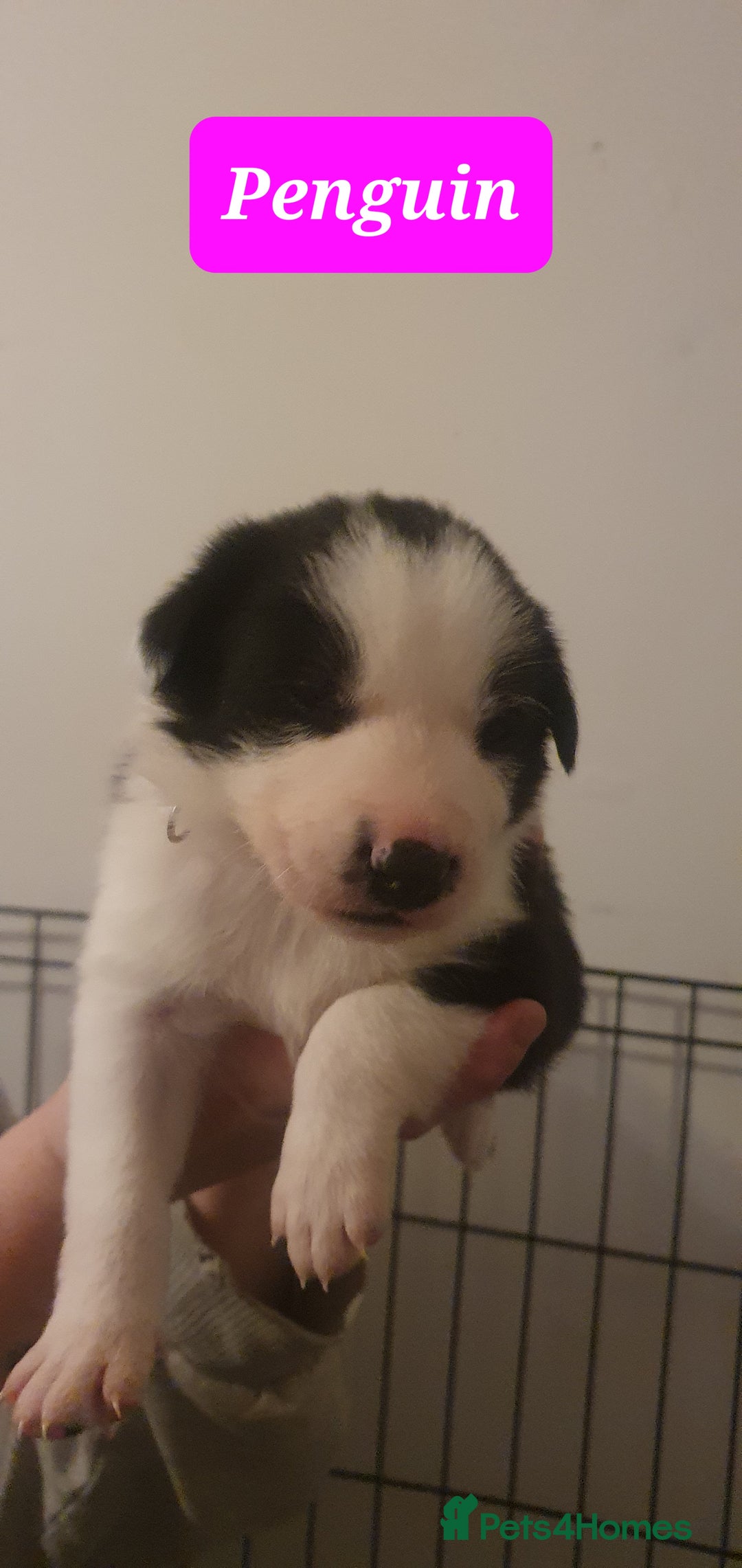 Border Collie dogs for sale: Border Collie puppies - Advert 10