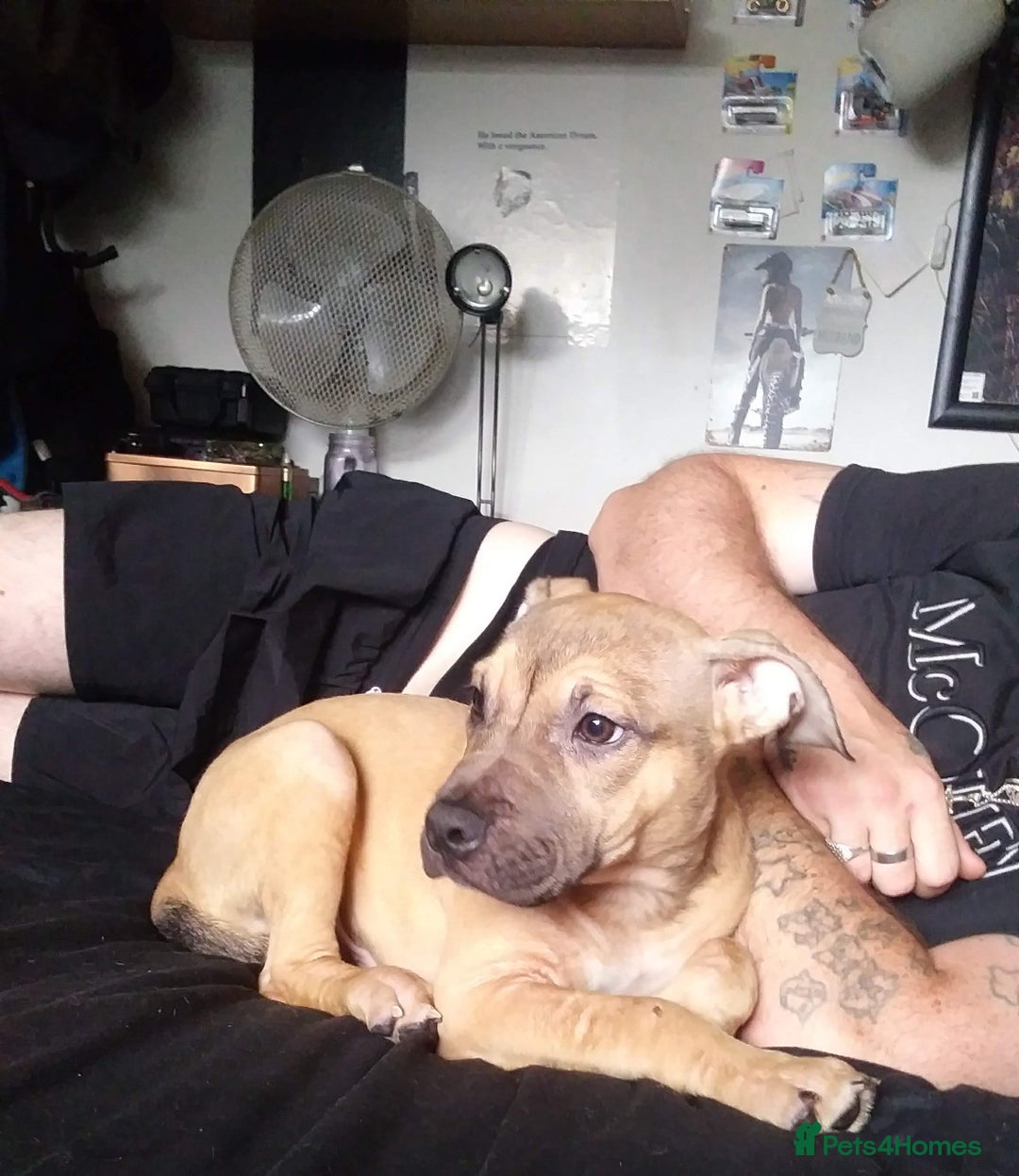 Mixed Breed dogs for sale: 4 beautiful pocket bully/mixed - Image 31