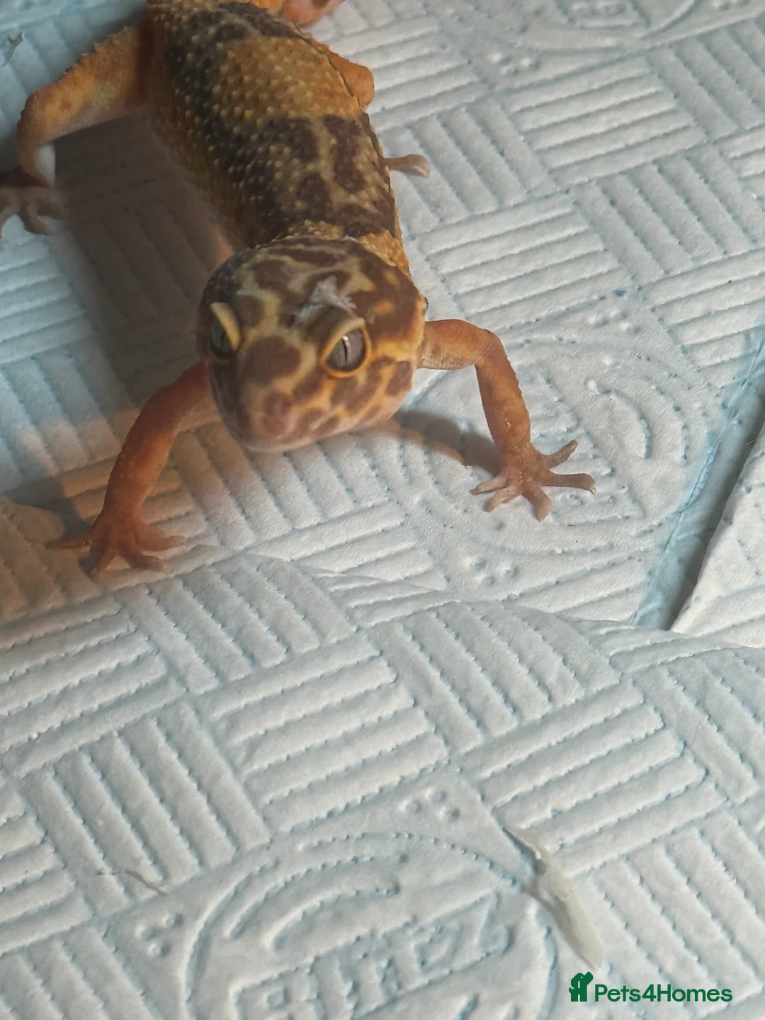 Leopard Gecko reptiles for sale: 2 leopard geckos  - Advert 2