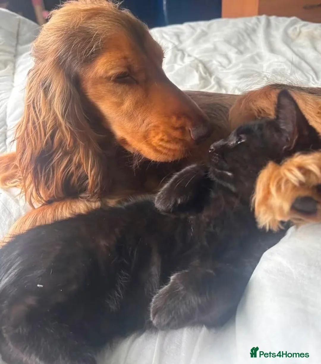 Cocker Spaniel dogs for sale: Rehoming Girl cocker spaniel - Advert 5