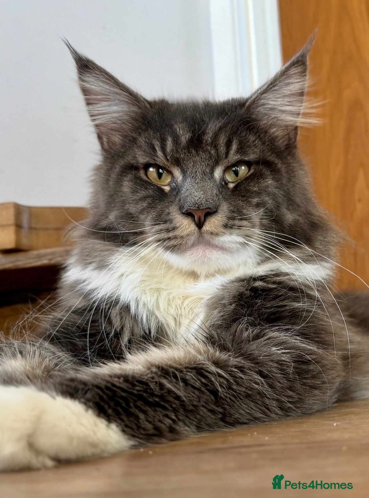 Maine Coon cats Stunning maine coon boys ready now  - Advert 2