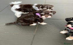 Miniature Schnauzer dogs for sale: 5* Licensed KC Toy Chocolate Schnauzers - Image 6