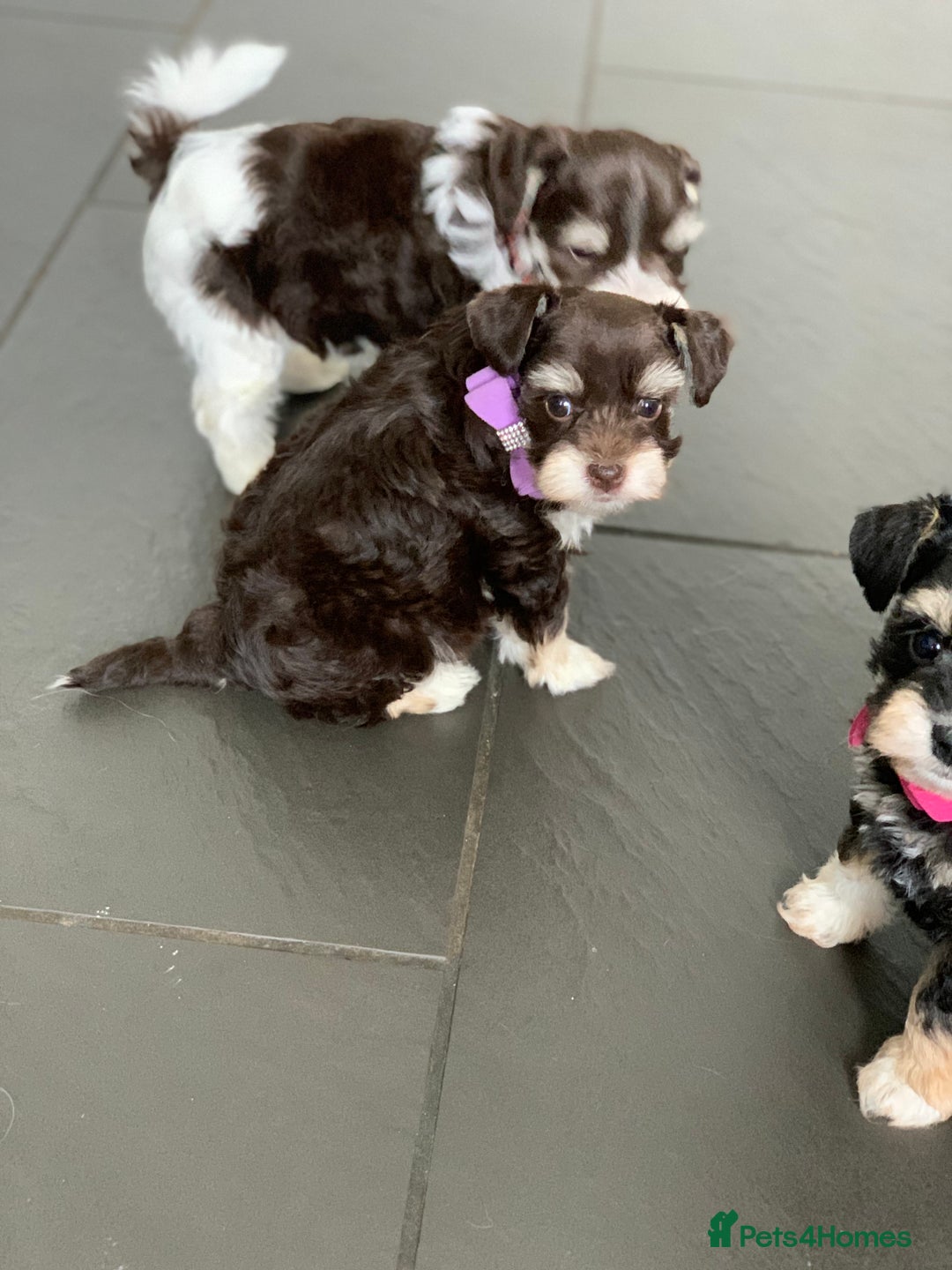 Miniature Schnauzer dogs for sale: 5* Licensed KC Toy Chocolate Schnauzers - Image 6