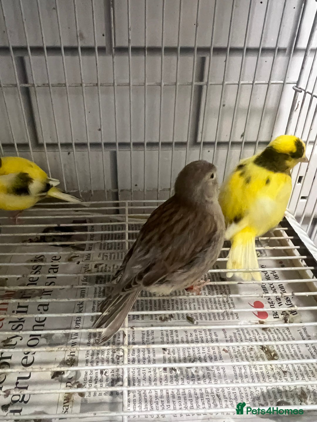 Mixed Breed birds for sale: Canaries, cockatiels budgies - Advert 2