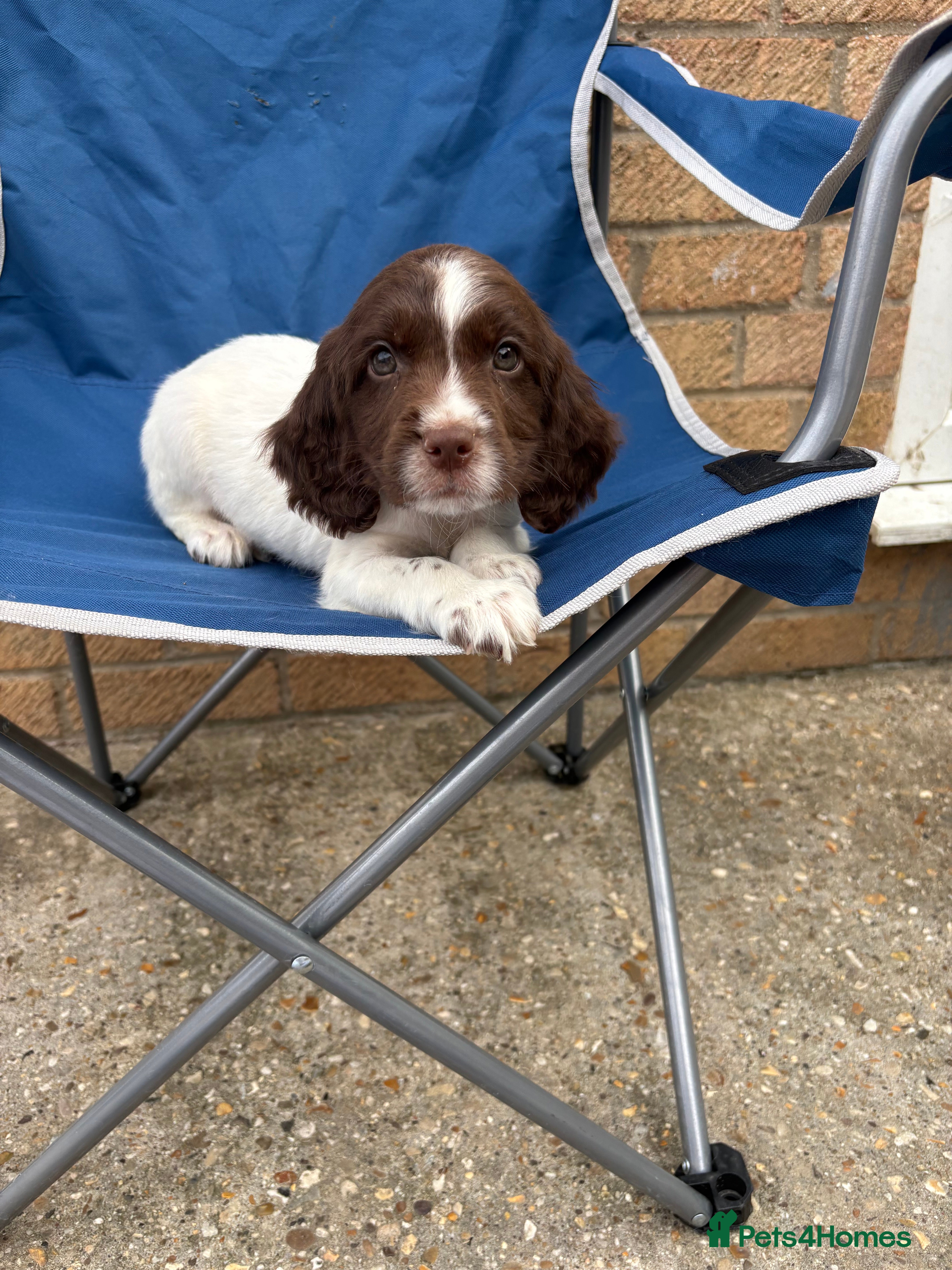 Sprocker dogs Sprocker spaniel puppies  - Advert 6