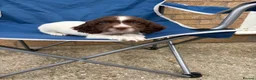 Sprocker dogs for sale: Sprocker spaniel puppies 1 girls left READY TO GO  - Advert 2