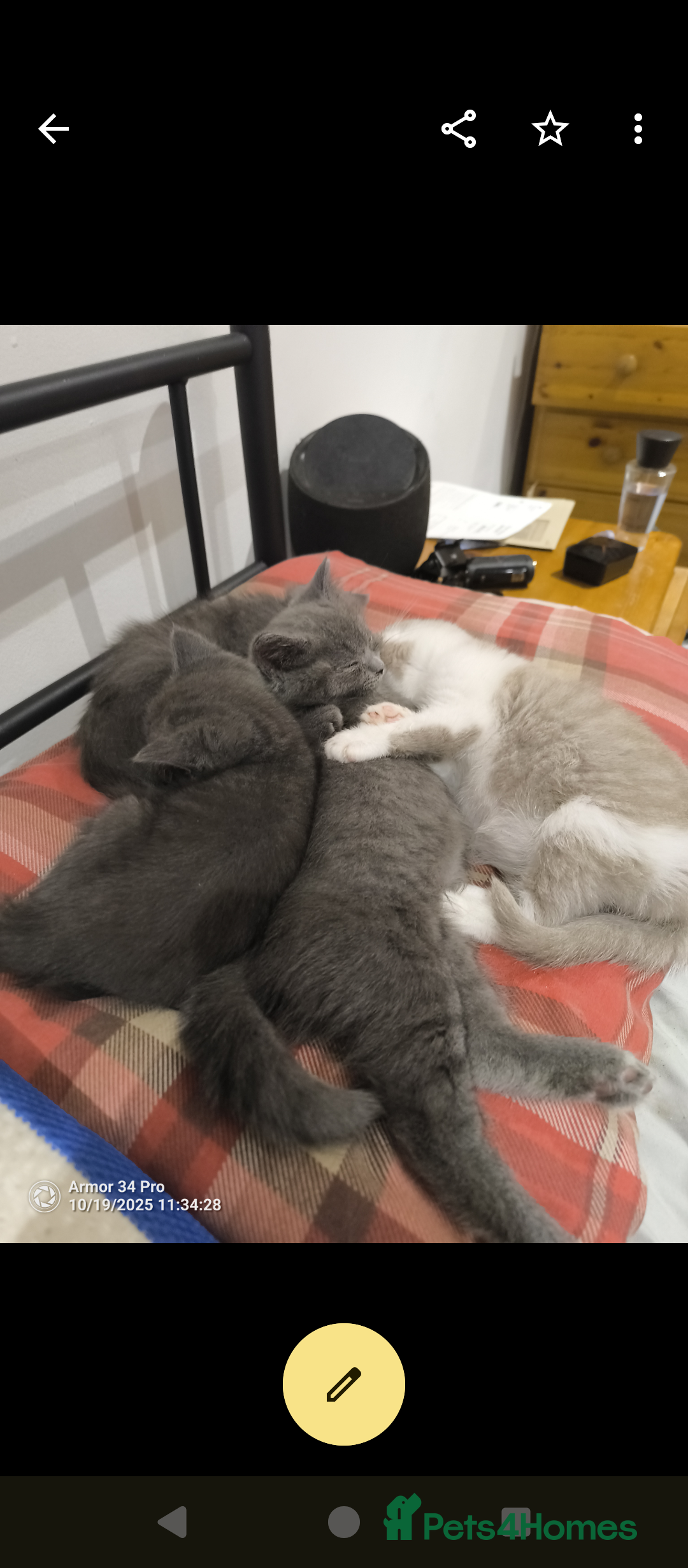 British Shorthair cats for sale: 3 beautiful little British short hair kittens   - Advert 10