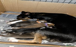 Mixed Breed dogs for sale: Beautiful collie x kelpie puppies  - Image 1