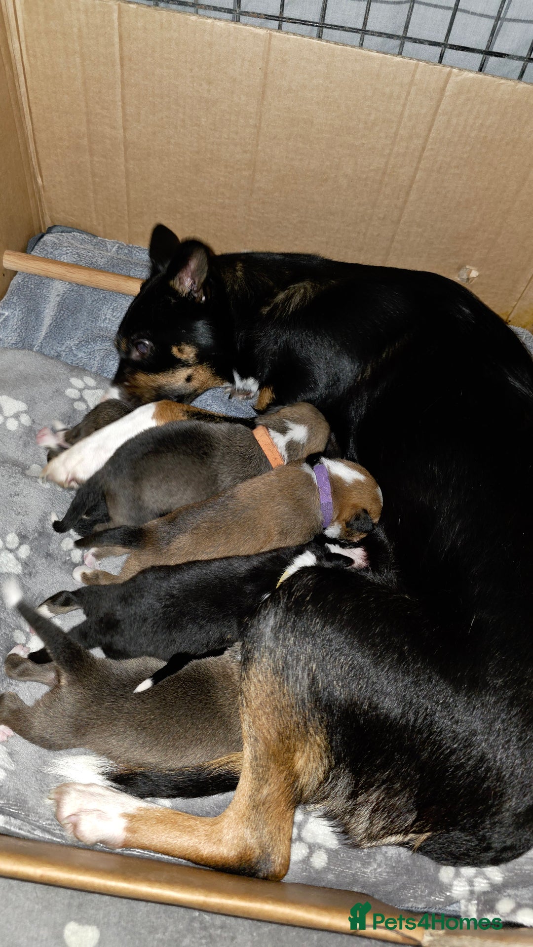 Mixed Breed dogs for sale: Beautiful collie x kelpie puppies  - Image 1