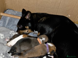 Mixed Breed dogs for sale - Advert 1