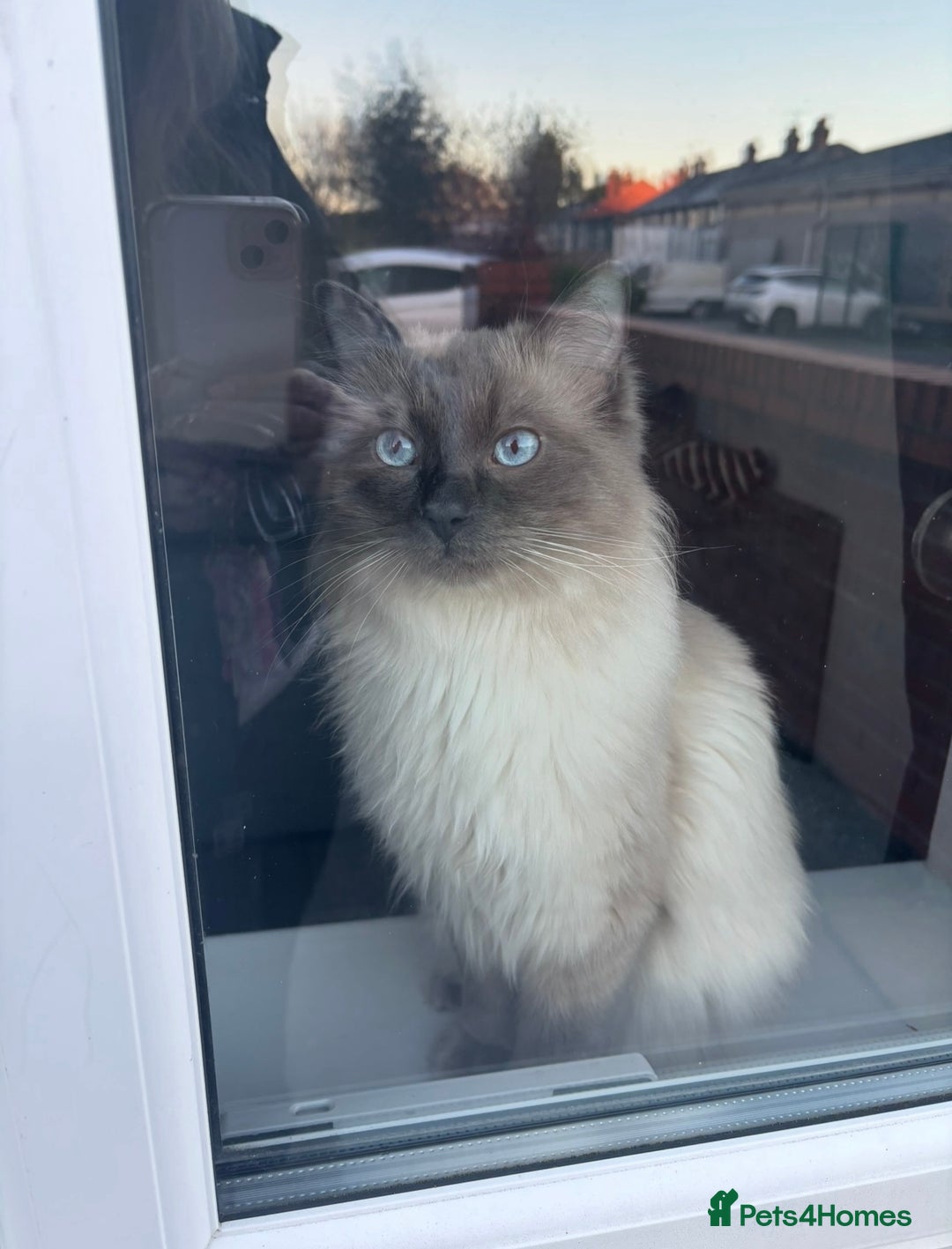 Ragdoll cats for sale: Blue point Ragdoll kittens  - Advert 6