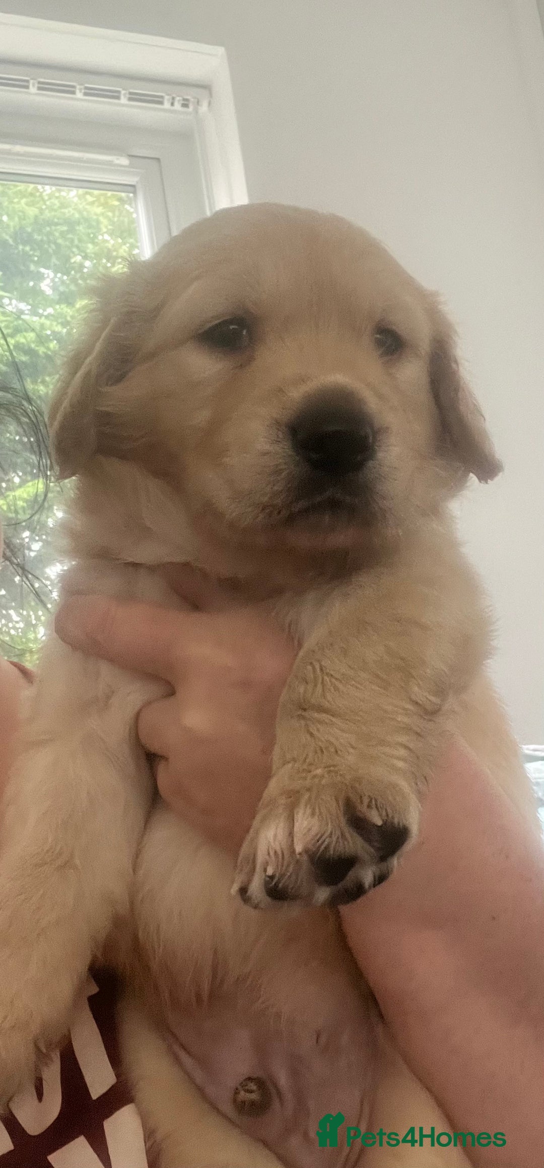 Golden Retriever dogs for sale: Golden retriever puppies - Image 5