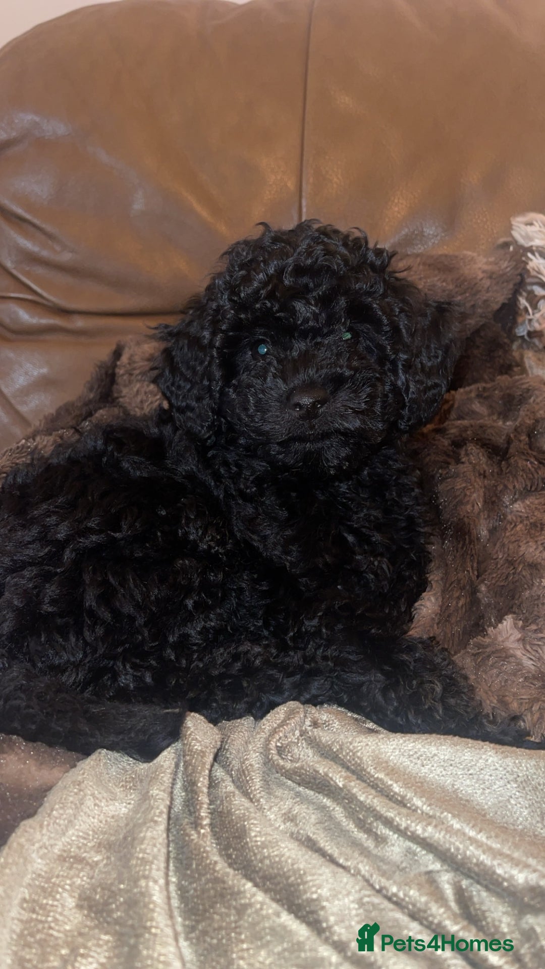Cockapoo dogs for sale: Female cockerpoo - Image 4