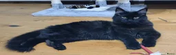 Maine Coon cats for sale: TICA registered European Maine coons  - Advert 8