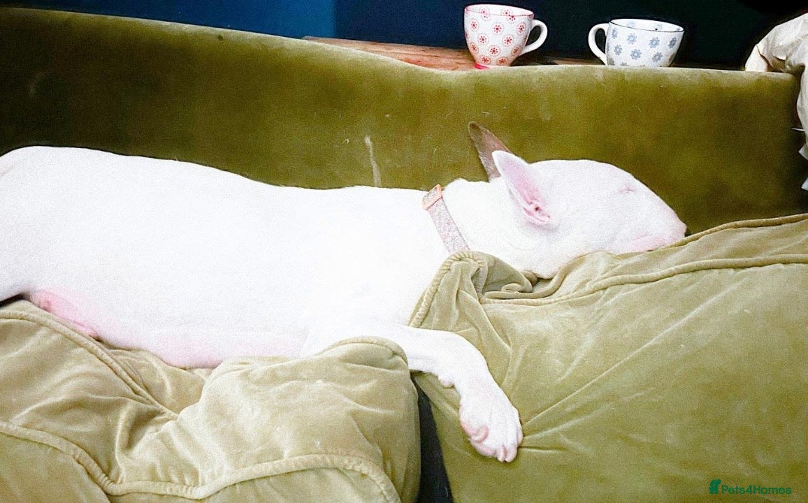 English Bull Terrier dogs for sale: KC Health Tested, UK Champion Lines,  - Advert 1