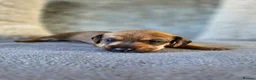 Mixed Breed dogs for sale: 7 Stunning Dorkie Puppies - Advert 9