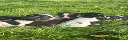 Jack Russell dogs for sale: jack Russel puppies for sale  - Advert 5