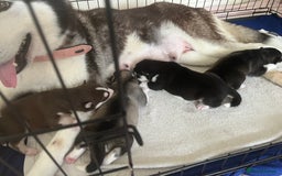 Siberian Husky dogs for sale: full-breed Siberian Husky Puppies  - Image 6