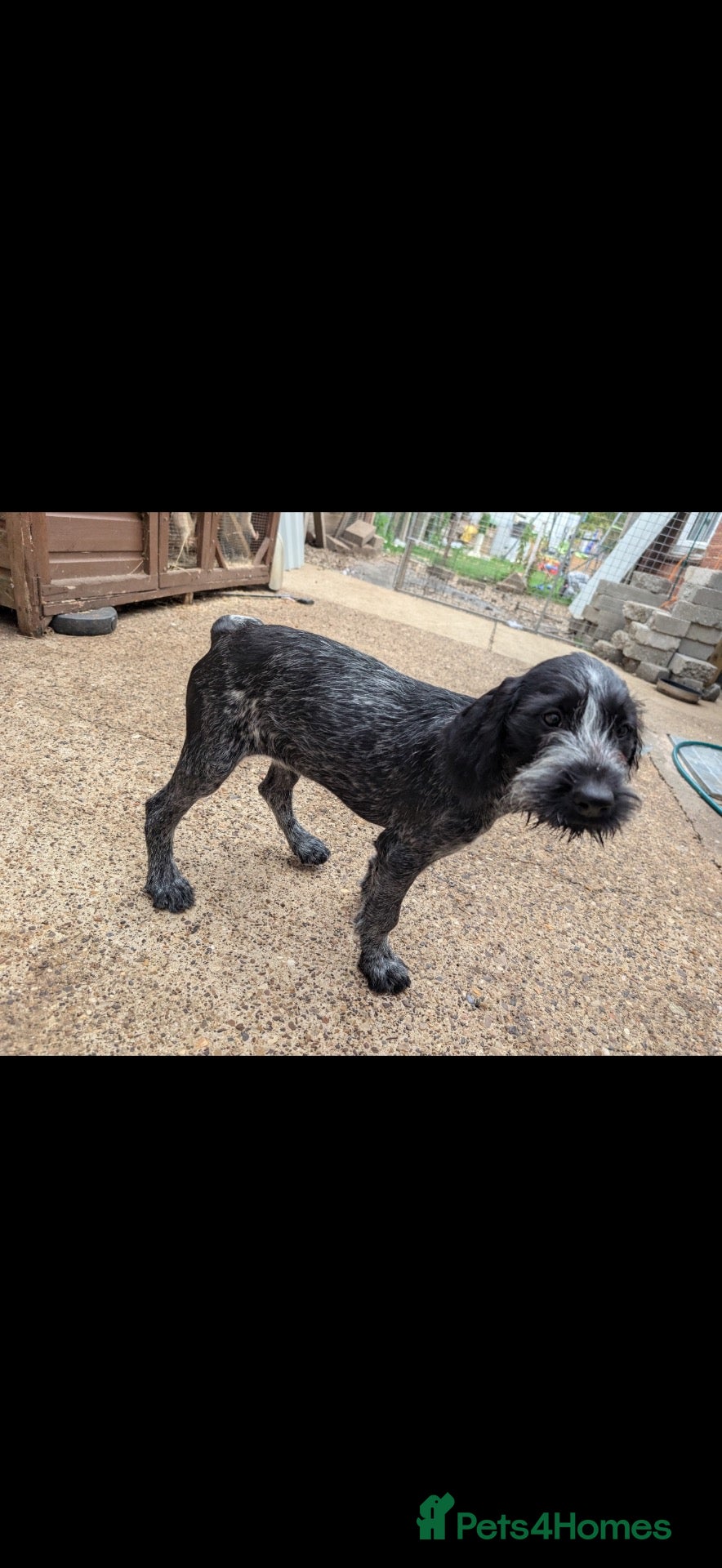 Mixed Breed dogs Female German pointer  - Advert 2