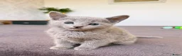 Russian Blue cats for sale: 🐾Champion Line TICA Russian Blue Kittens 🐾 - Advert 23