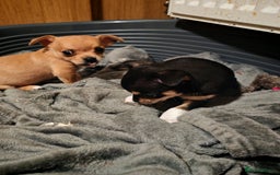 Chihuahua dogs for sale: Tiny chihuahua's  - Image 7