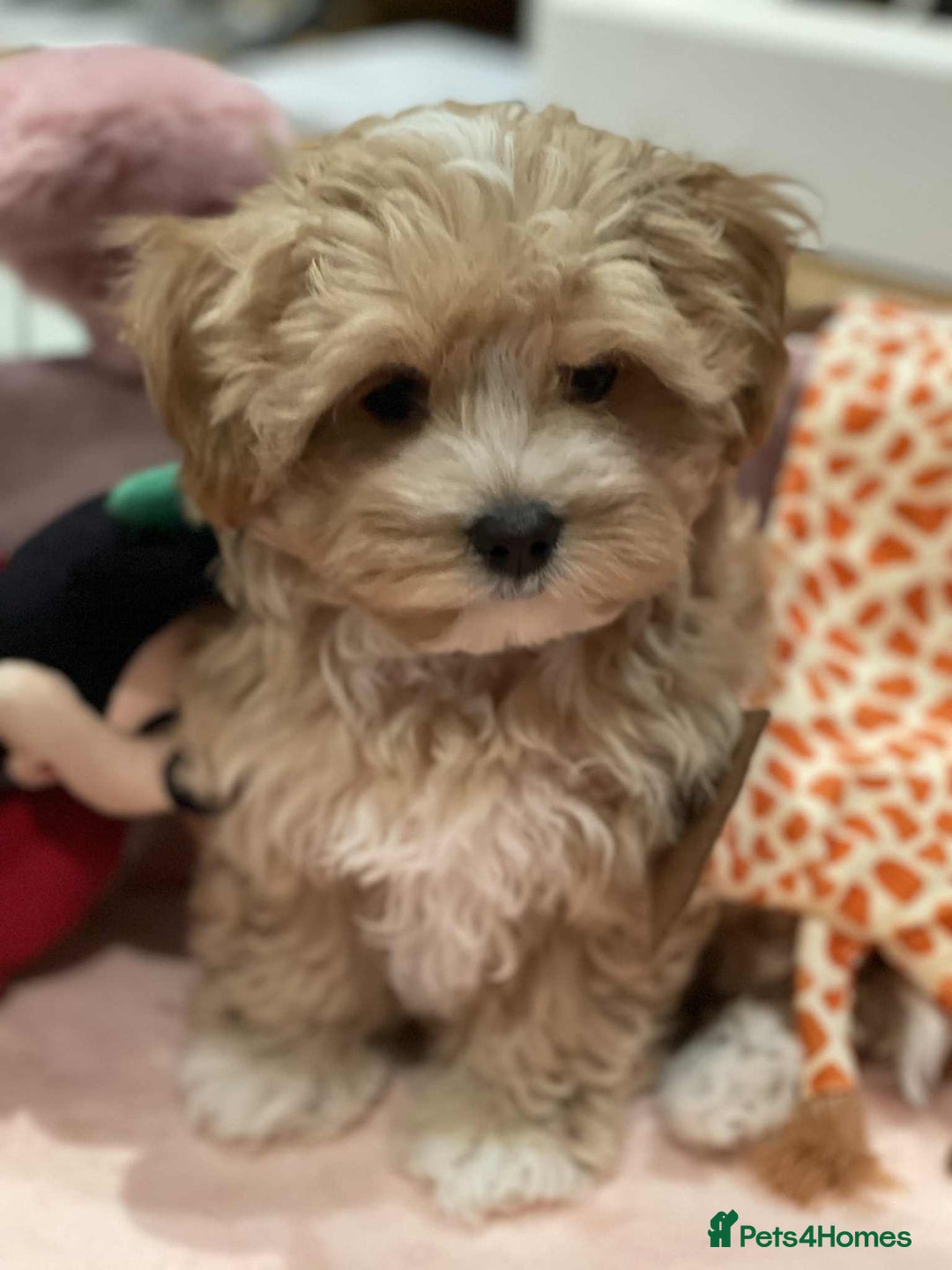Maltipoo dogs for sale: Maltipoo girl puppy for sale  - Advert 15