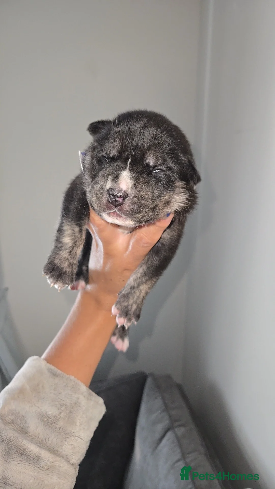 Mixed Breed dogs for sale: Bulsky puppies  in Sheffield - Advert 2