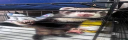 Ferret rodents for sale: Female ferret - Advert 2
