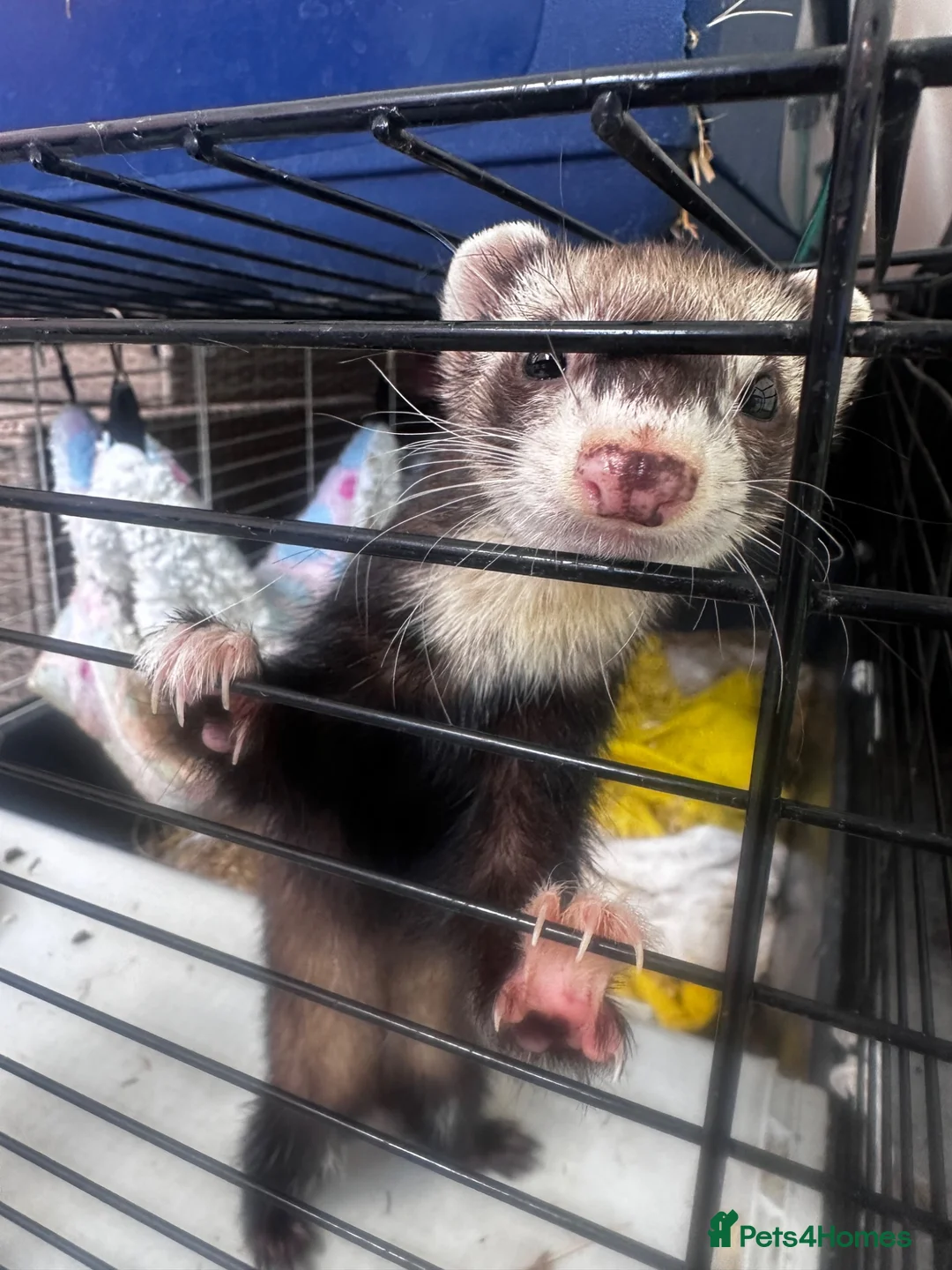 Ferret rodents for sale: Female ferret - Advert 2