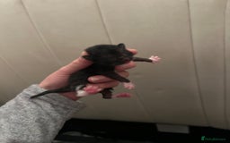 British Shorthair cats for sale: two female black and white kittens - Image 3