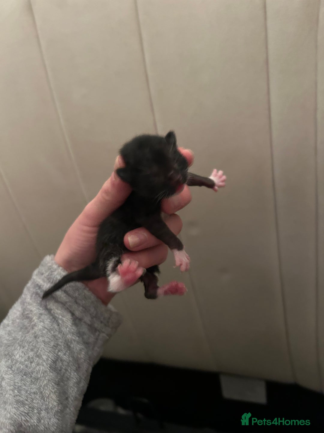 British Shorthair cats for sale: two female black and white kittens - Image 3