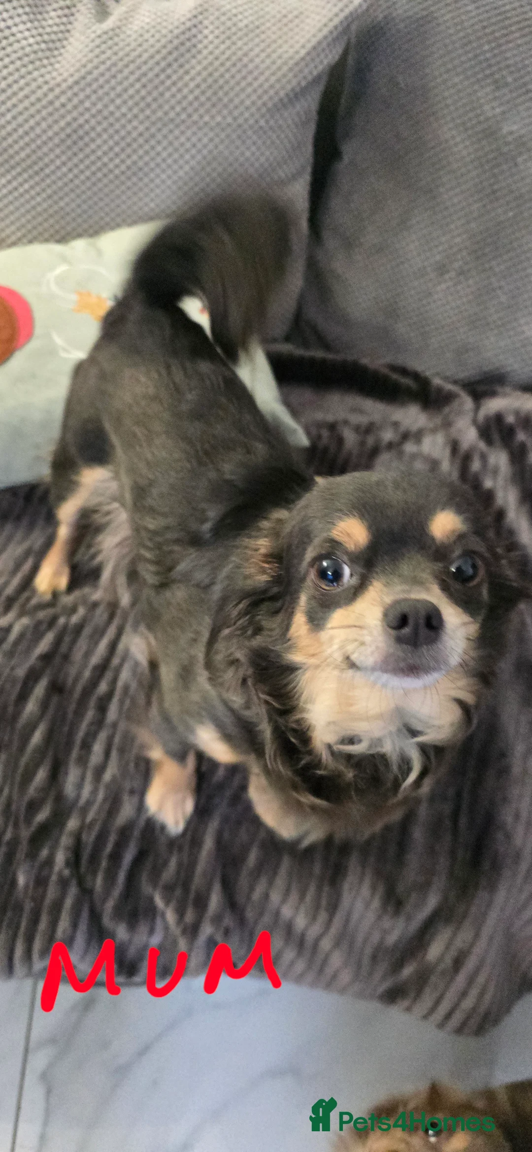 Chihuahua dogs for sale: Beautiful Chihuahua puppies  in Blackwood - Advert 2