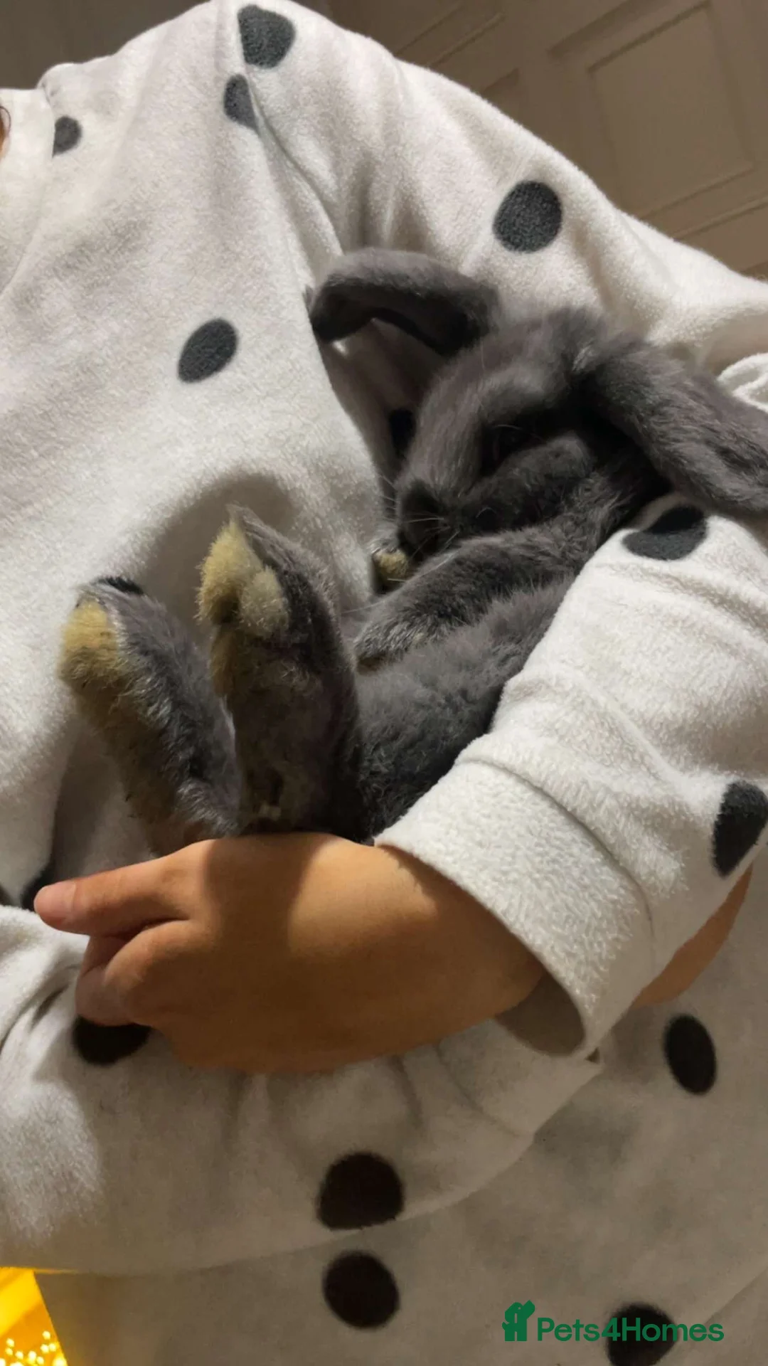 Mini Lop rabbits for sale: Mini lop bunny  - Advert 3