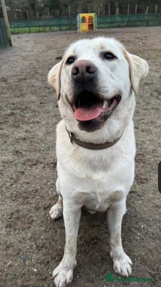 Labrador Retriever dogs Friendly Lab looking for loving new home - Advert 16