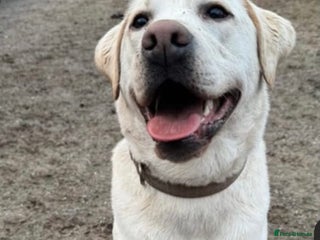 Labrador Retriever dogs - Advert 13