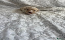 Maltipoo dogs for sale: 🤩 4 stunning male F1 Maltipoo 🤩 - Image 12