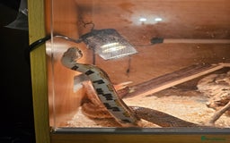 Corn Snake reptiles for sale: Red/orange corn snake and vivarium  - Image 6