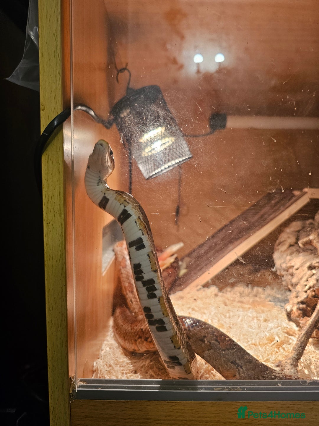 Corn Snake reptiles for sale: Red/orange corn snake and vivarium  - Image 6