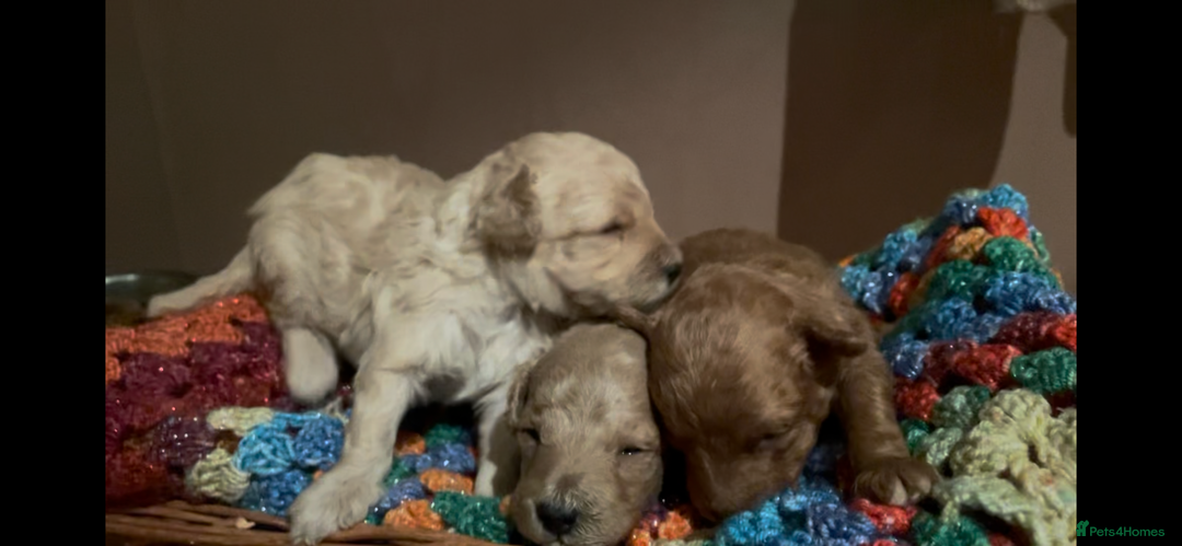 Toy Poodle dogs for sale: Toy Poodle Puppies For Sale KC Reg - Advert 2