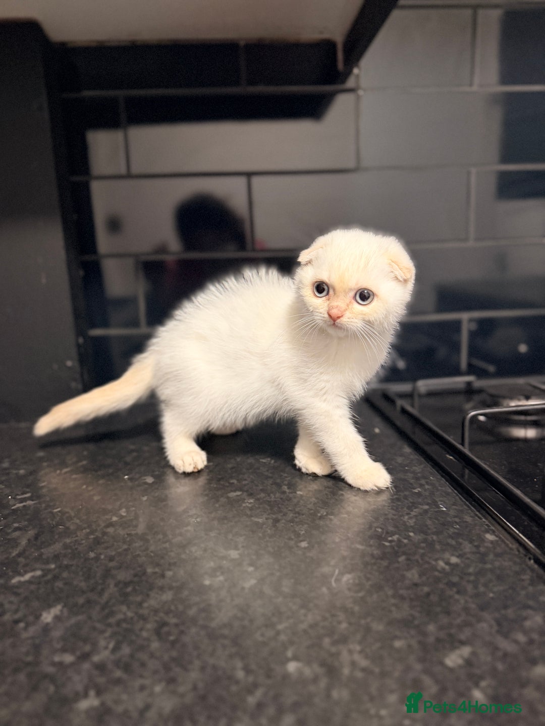 Scottish Fold cats for sale: Sweet Baby Foldie 🐱🐾 - Image 7