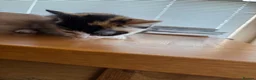 Mixed Breed cats for sale: Beautiful kittens for sale !! in Girvan - Advert 8